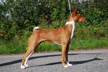 Zindika basenjis hot sale